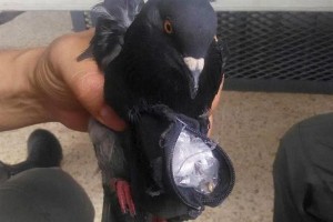 Narcopaloma Alias Merpati Penjara yang Menyelundupkan Kokain dan Ganja (Foto: UPI)