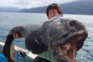 Nelayan Fukushima temukan ikan monster berwajah mengerikan (Foto: Mirror)
