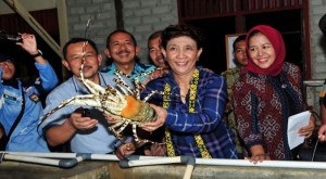 Susi Pudjiastuti Gagalkan Penyelundupan 320 Ribu Bibit Lobster.