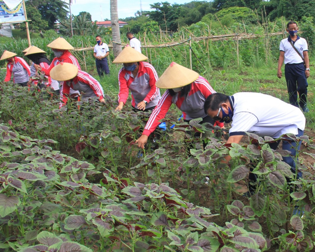 23-06-2020 FOTO TIGA BULAN DIGARAP LAHAN KETAHANAN PANGAN LANTAMAL VIII HASILKAN SAYURAN SEGAR (1)