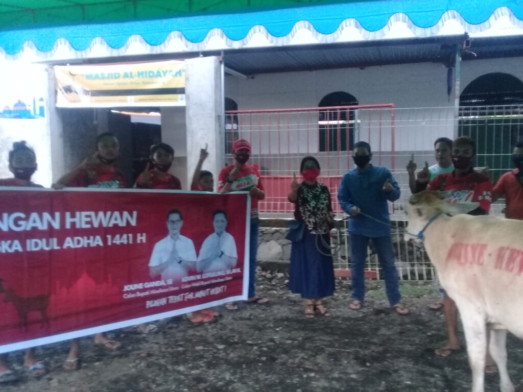 Sapi Qurban yabg disumbangkan Paslon JG-KWL di salah satu Masjid di Minahasa Utara, Kamis (30/07/2020)