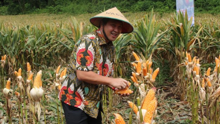 Wakil Gubernur Sulut Drs Steven OE Kandouw saat memanen Jagung di Remboken, Minahasa, Jumat (11/09/2020)