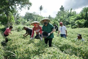 Salah satu program meningkatkan perekonomian masyarakat petani di situasi Pandemi, JG-KWL memberikan pendampingan pelatihan kepada kelompok Tani guna mengembangkan SDM. tampak Panen Rica bersama kelompok tani Binaan Joune Ganda.