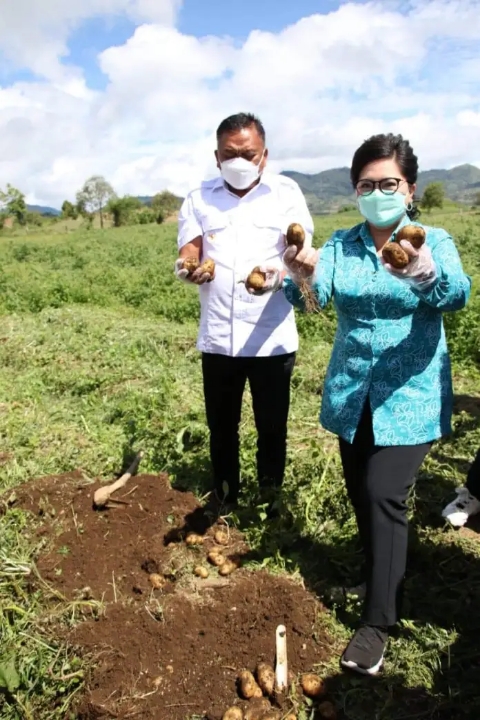 Gubernur Olly Dondokambey SE dan Ketua TP PKK Sulut Ir Rita Maya Dondokambey Tamuntuan saat panen komoditi Kentang di Modoinding, Minsel.