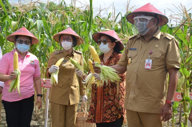 Gerakan Panen Jagung Manis di Kabupaten Bolaang Mongondow