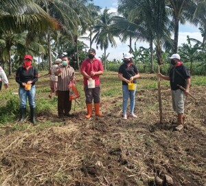 Padat Karya Tunai Desa Kawangkoan: tampak penanaman jagung oleh Pemdes dihadiri Camat Kalawat.